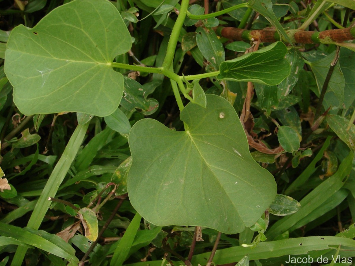 Ipomoea asarifolia (Desr.) Roem. & Schult.